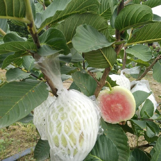 广州红心芭乐 200-250克 