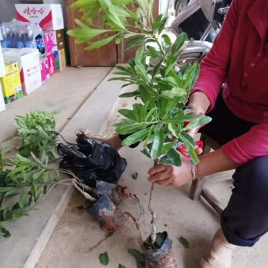 灵山县东魁杨梅树苗 