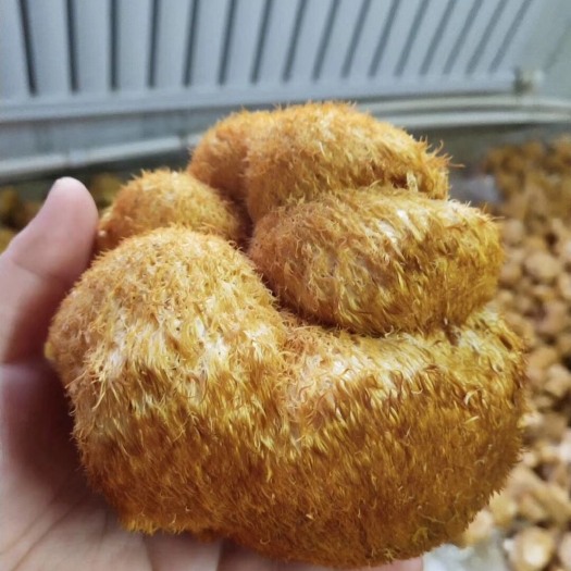 抚松县干猴头菇  58元一斤包邮
