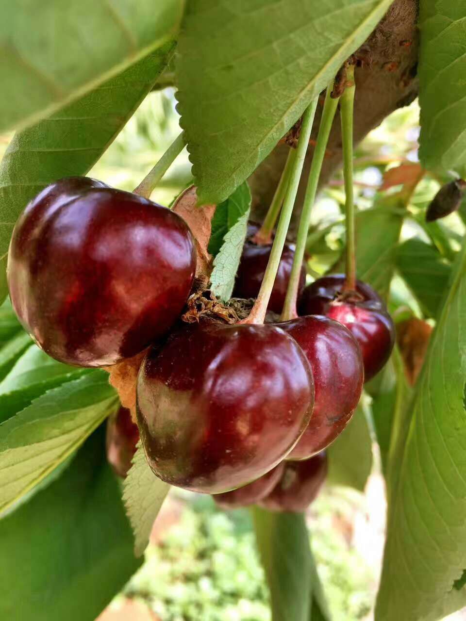 大连 沙托王大樱桃   真正的新鲜从大连田居生态园出发！
