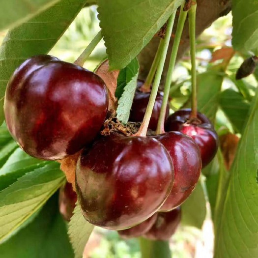 大连 沙托王大樱桃   真正的新鲜从大连田居生态园出发！
