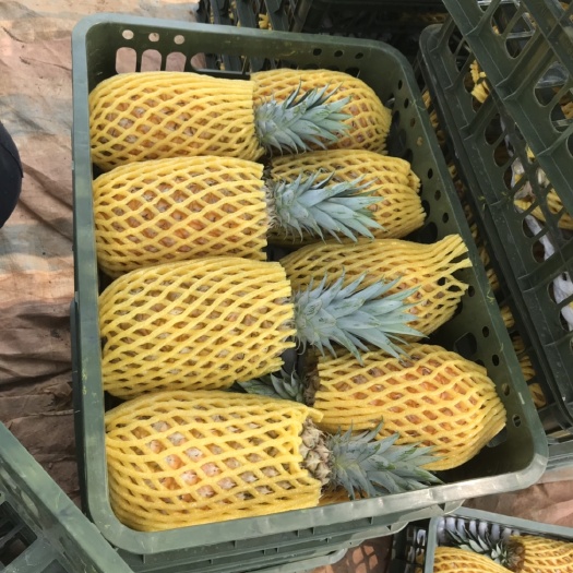 昌江县香水菠萝  香水凤梨 2.5 - 3斤
