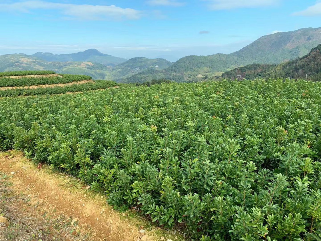黑高峰杨梅树苗,靠实力讲话!只发顺丰速递!