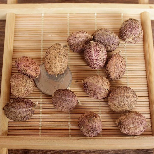 玉林春砂仁 