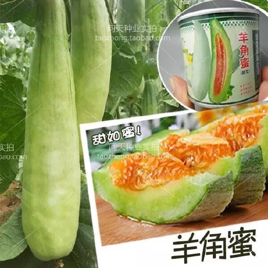 沭阳县羊角蜜甜瓜种子 20克每罐 1000粒左右
