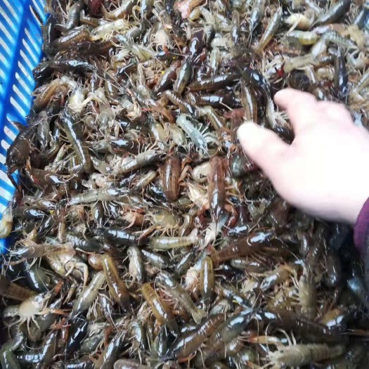 柳州小龙虾苗 本地塘口，好货不多，看货就懂。