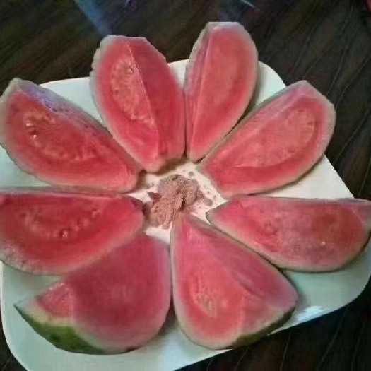 灵山县红心芭乐番石榴苗 
