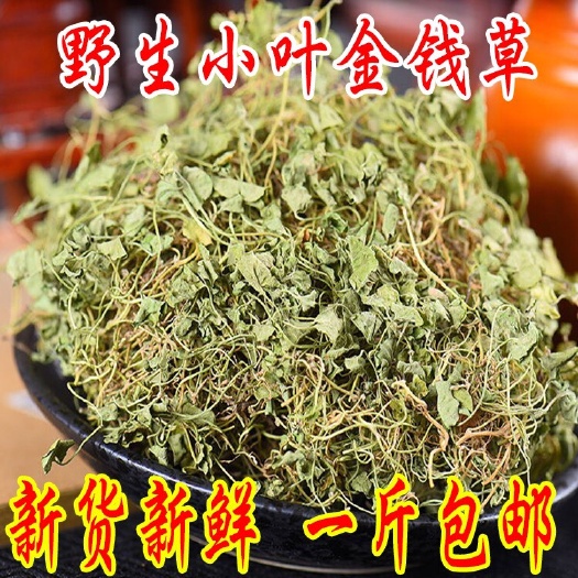 玉林金钱草 小叶金钱草
