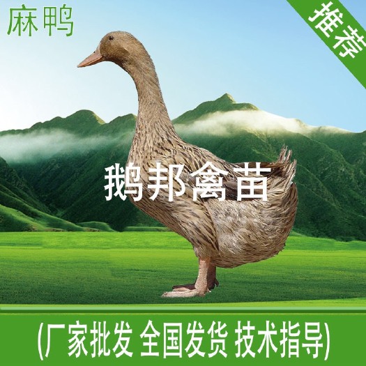 南宁麻鸭苗 优质种苗，品质保证