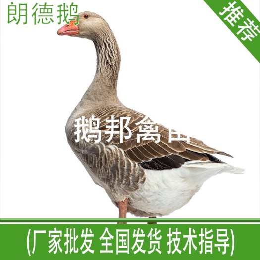 南宁朗德鹅苗  郎德鹅苗