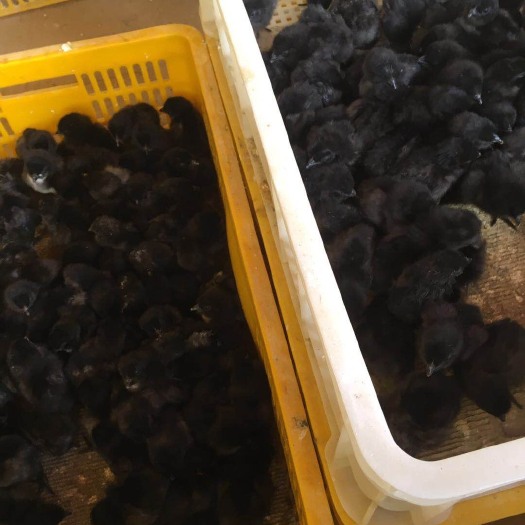 南宁五黑鸡苗