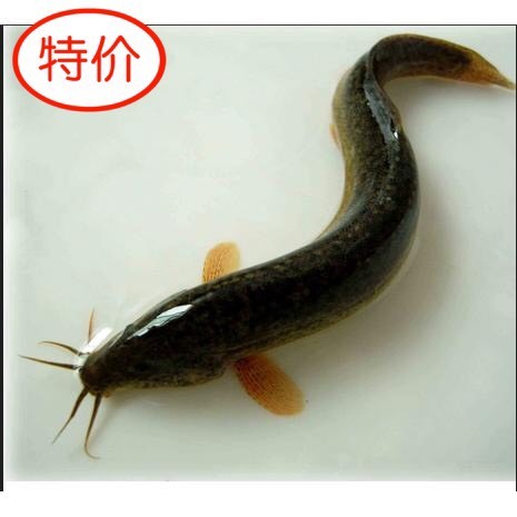 博罗县泥鳅苗