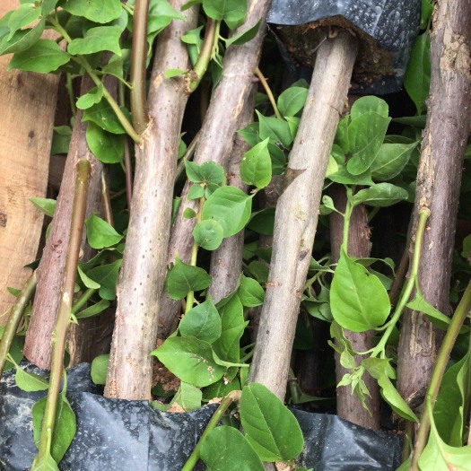 漳州紫花三角梅 0.5~1.0米