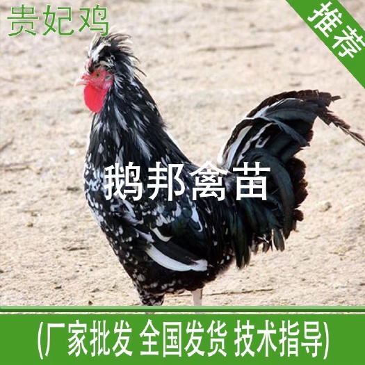 南宁贵妃鸡苗 优质种苗，品质保证