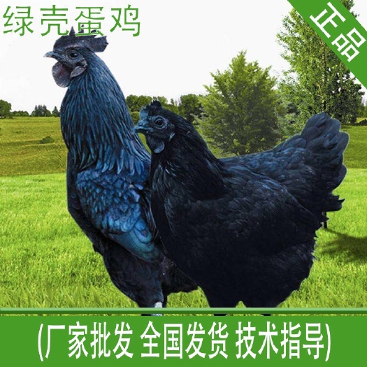 南宁五黑一绿鸡苗 绿壳蛋鸡苗(保证纯种正宗绿壳蛋