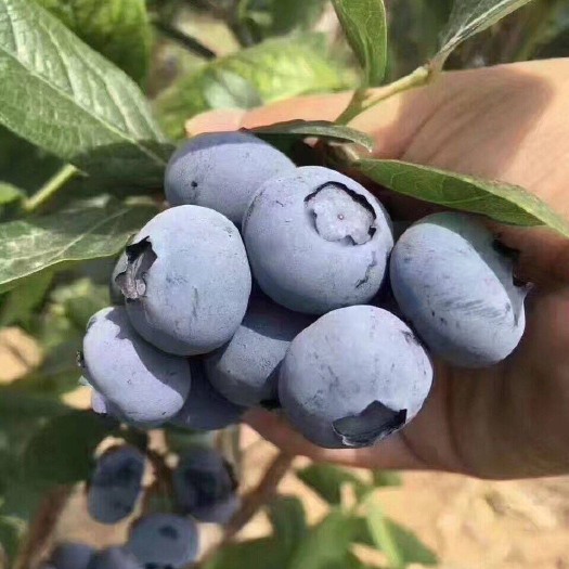 大连北陆蓝莓 12 - 14mm以上 鲜果 