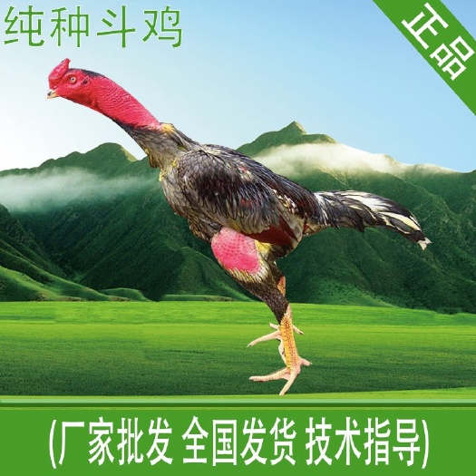南宁斗鸡苗 纯种，品质保证，优质种苗