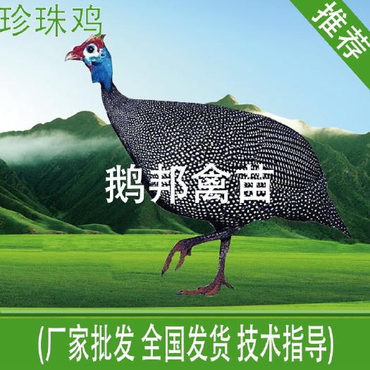 南宁珍珠鸡苗 品质保证，优质种苗