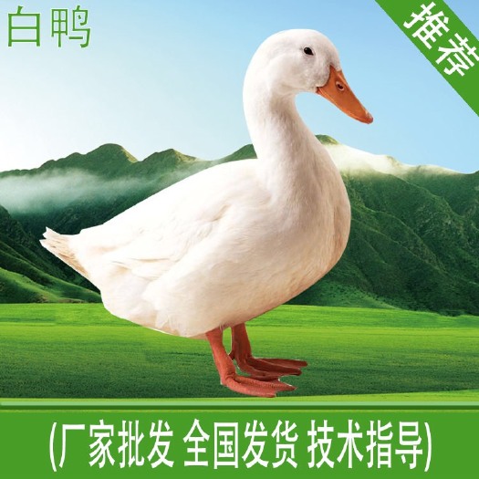 南宁白鸭苗 优质种苗，质量保证