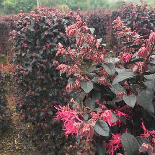 长沙黑珍珠红继木 