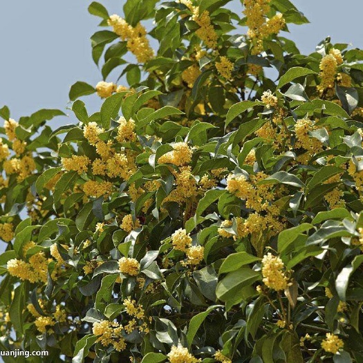 平邑县桂花树 