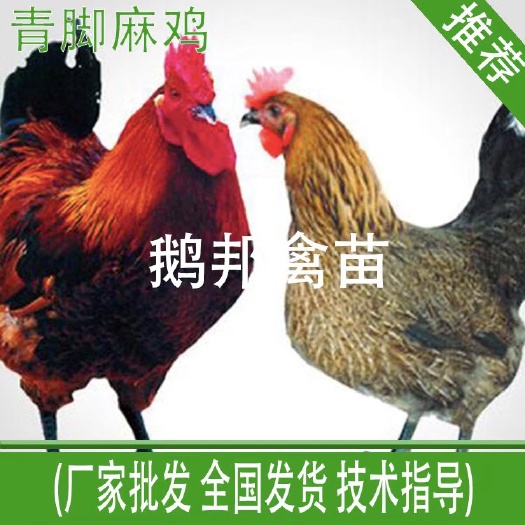 南宁铁脚麻鸡苗 优质种苗