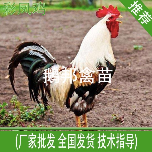 南宁彩凤鸡苗 统货