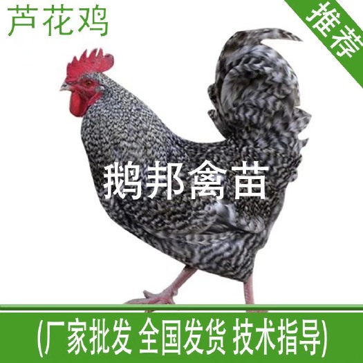 南宁芦花鸡苗 统货