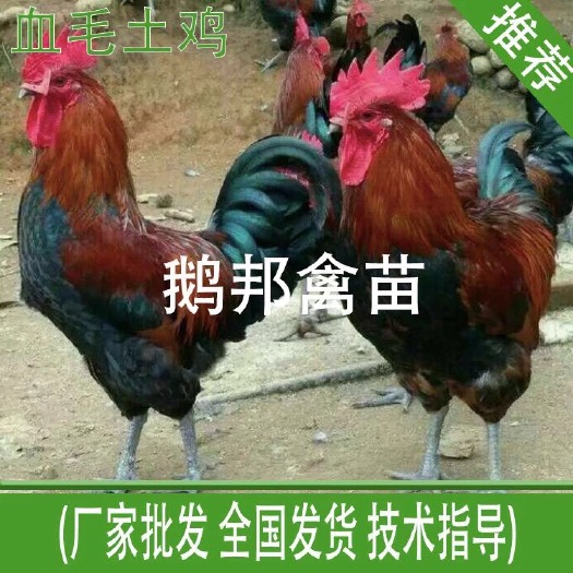 南宁血毛土鸡苗