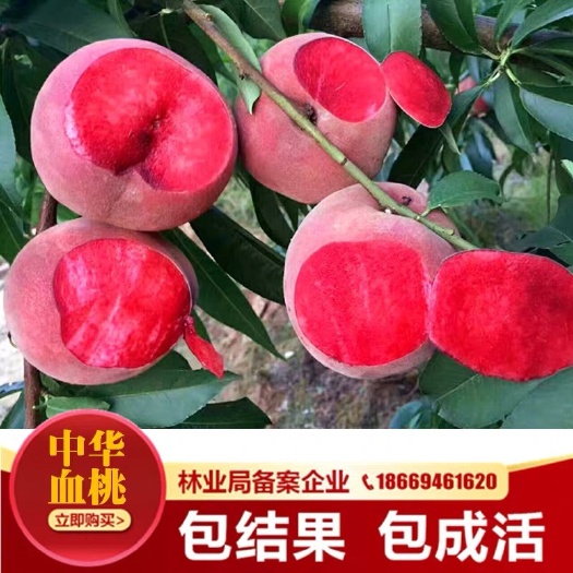 沭阳县血桃苗 1~1.5米 