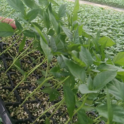 寿光市青椒苗 8～10片真叶 