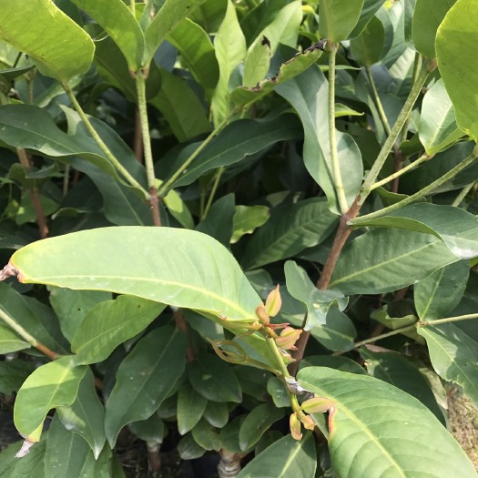 漳州黑糖芭比莲雾苗 