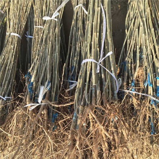 桓仁县油栗苗 1~1.5米 实生苗 