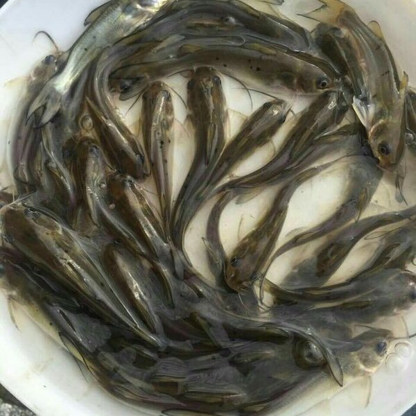 叉尾鮰鱼苗  斑点叉尾苗 鮰鱼苗/江团鱼苗/鱼苗场直销