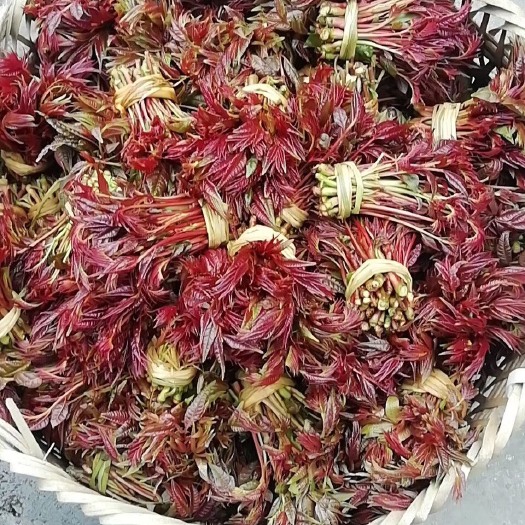 大竹县红香椿芽 12cm以上 