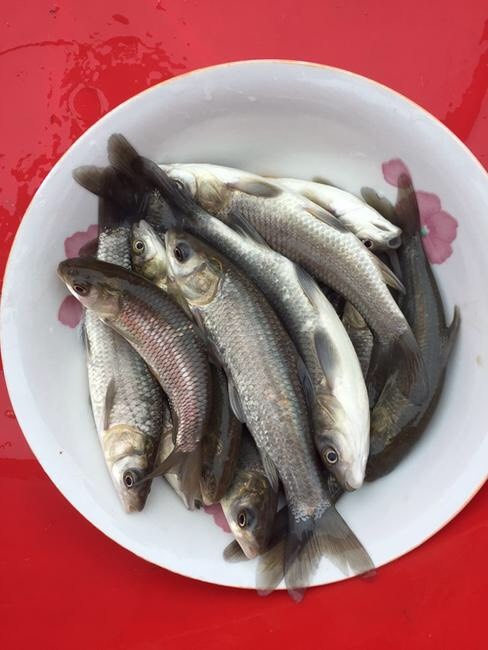 清远 青鱼苗 黑鲩鱼苗  乌鲩鱼苗