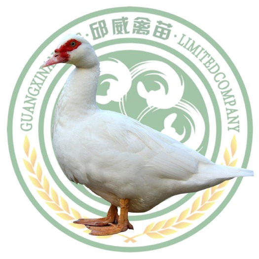 南宁 火鸭苗 运输包路损质量保证 包打疫苗 厂家直销