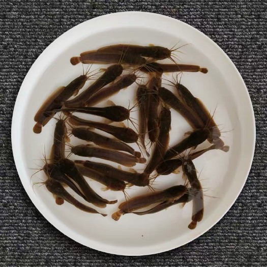 博罗县塘鲺苗 统货