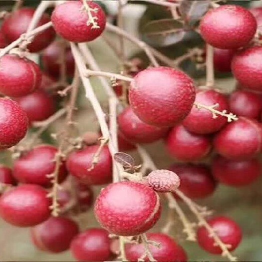 灵山县红壳龙眼苗  反季节开花结果，肉脆甜可口