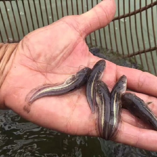清远南方大口鲶鱼苗/沟鲶鱼苗/须鲶鱼苗/