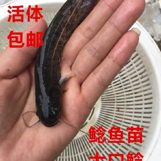 博罗县鲶鱼苗