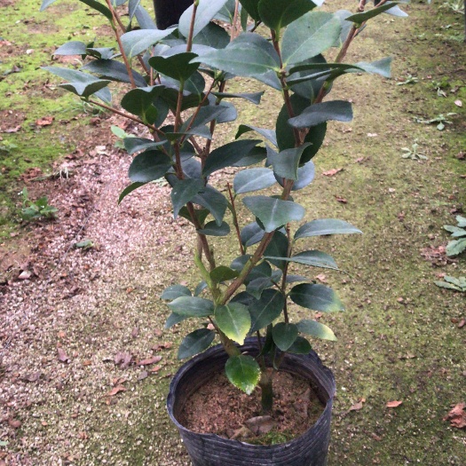 漳平市香花茶 30~50cm 