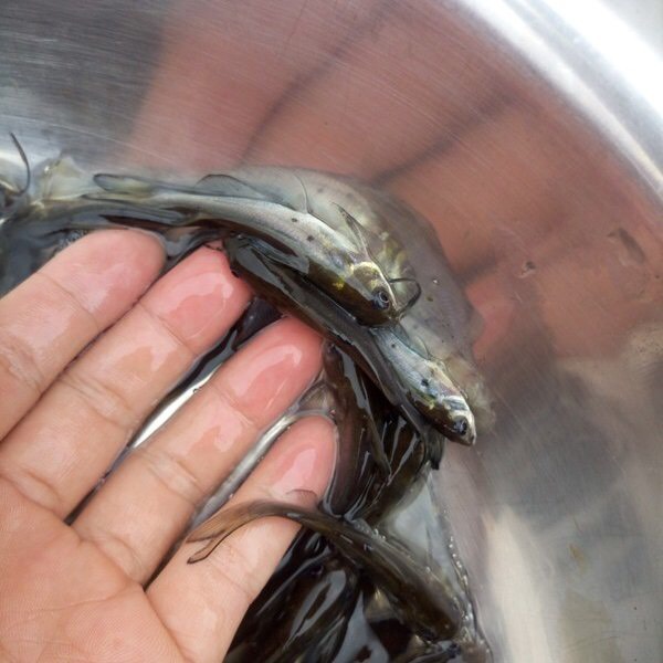 叉尾鮰鱼苗  斑点叉尾苗 鮰鱼苗/江团鱼苗/鱼苗场直销
