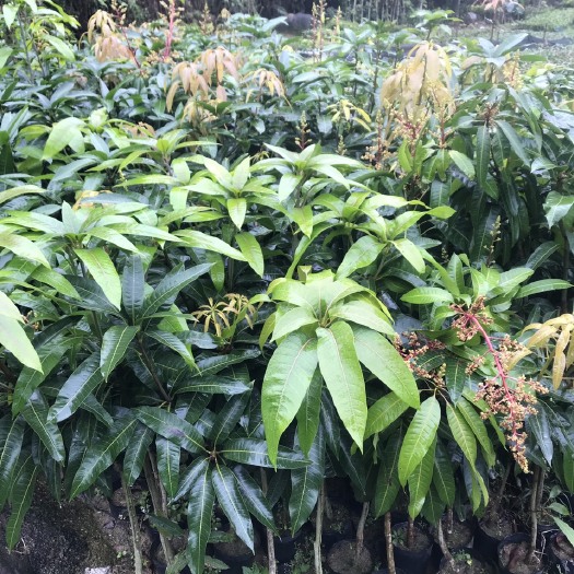 普宁市金煌芒果苗 