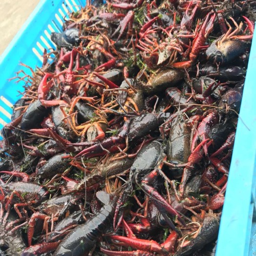 金湖县清水小龙虾 4-6钱 人工养殖 