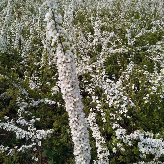 新沂市珍珠梅 