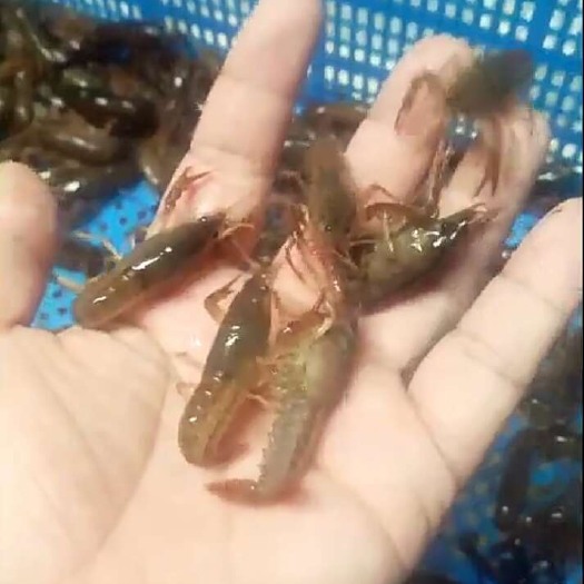 连云港小龙虾苗 