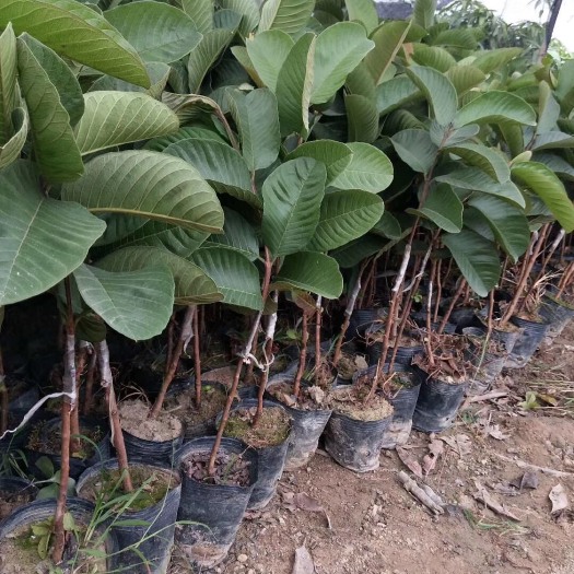 灵山县红宝石石榴苗 红宝石番石榴苗