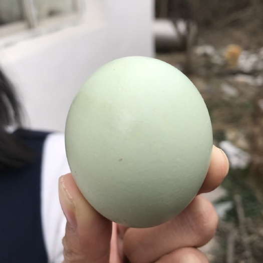 随州绿壳鸡蛋 箱装 食用