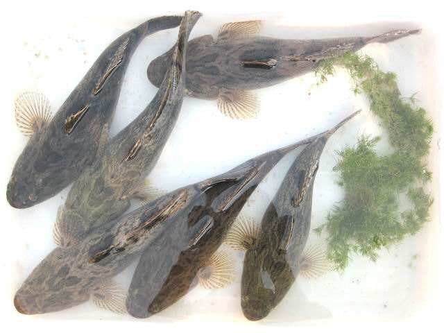 清远 笋壳鱼苗 泰国笋壳鱼苗 杂交笋壳鱼苗 淡水鱼苗。
